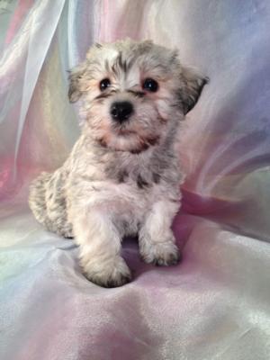 Female schnoodle Puppy for sale #10 DOB 10-23-13 Breeders who sell schnoodle shipping for less than Most Breeders in NH,ME,MD,MA,FL,NC,DC,CA,WI,IL,IA,MN